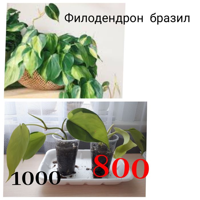 Комнатные цветы продам