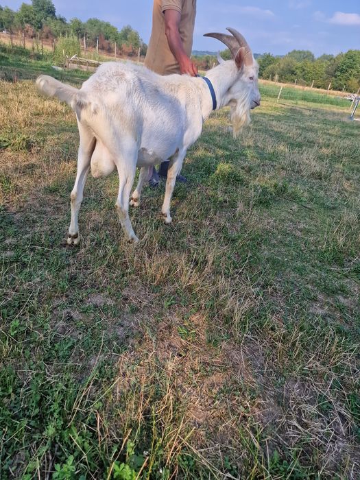 Țap saanen de prăsilă