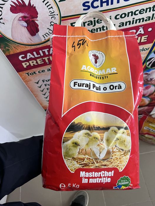 Pui de o zi + furaje | 500 bucăți disponibili | 4.5 lei/buc | AGROMAR Schitu-Duca
