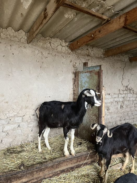 Ешкілер сатылады!