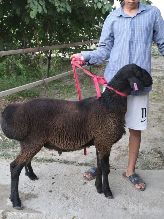 Кучкор  Qo'chqor