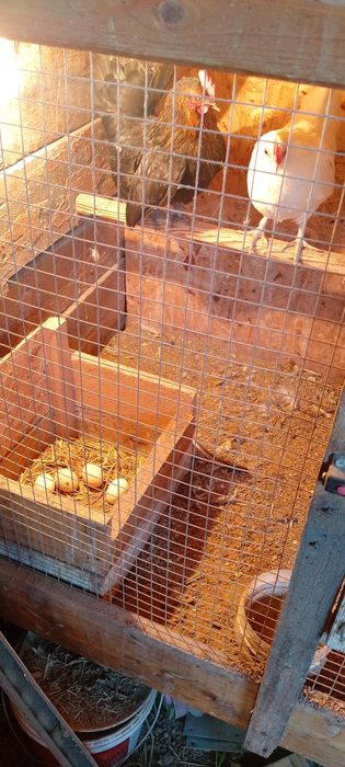 Продам прошлогодних шабошек 1+2