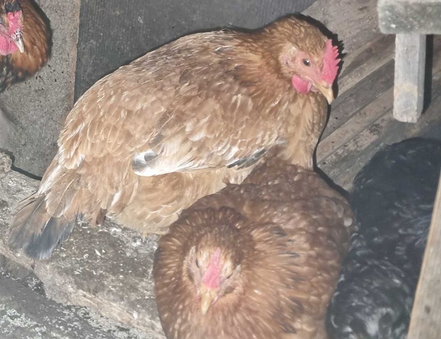 Schimb pasari de curte (gaini si rate) cu iedute, mielute sau cereale