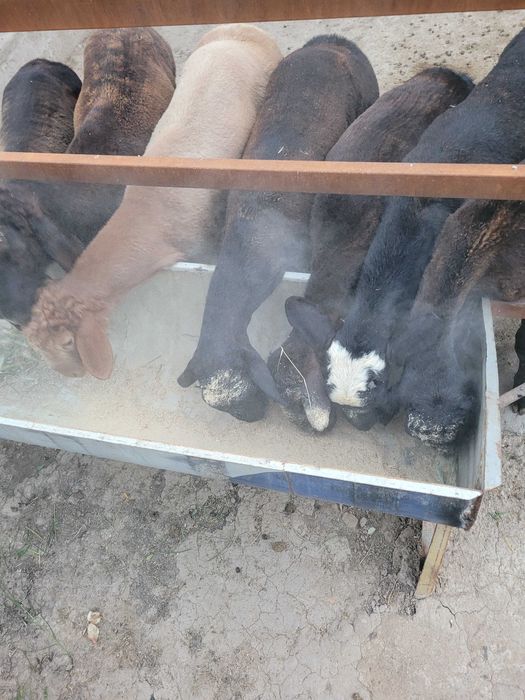 Зерно. Отход   пшеница. Чорва. Мол. Куйга