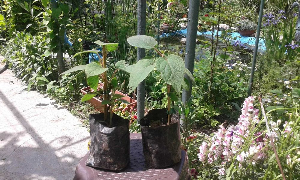 Киви – Разсад (Студоустойчиви сортове) - Налични 10 вида