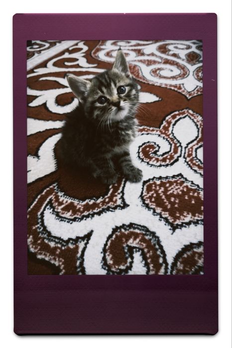 Маленький котёнок