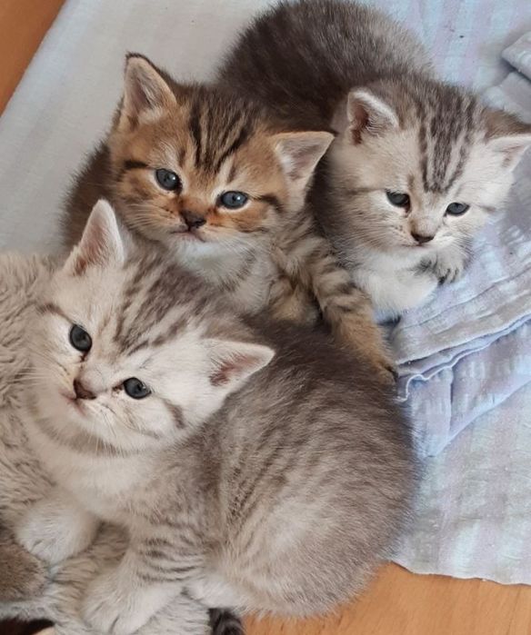 Породистые Британские котята