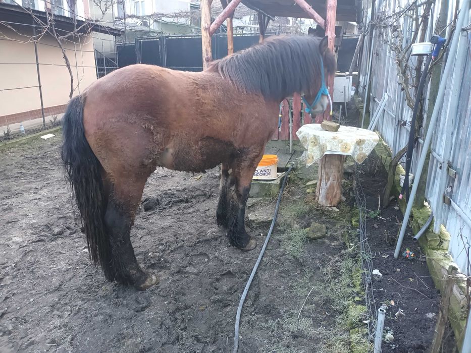 Vand Manz sau schimb cu vaca