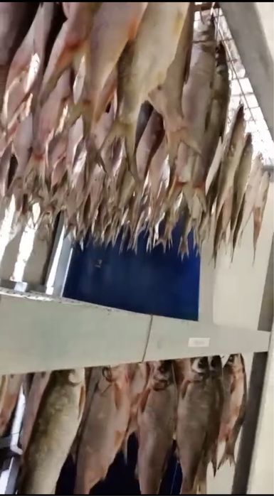 Рыбец выленый малосольный