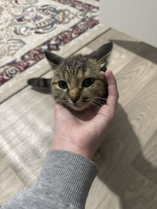 Котенок в добрые руки