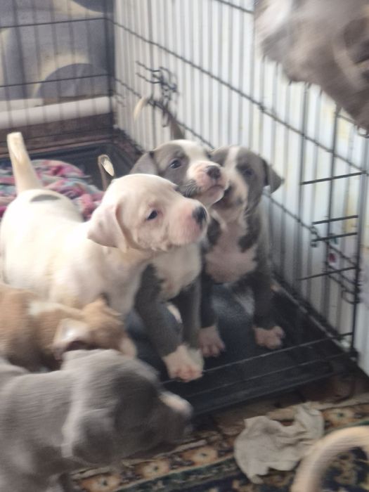Щенки питбультерьера