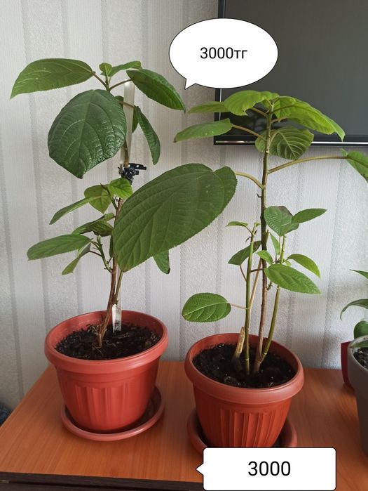 Продам комнатные цветы , цены на фото