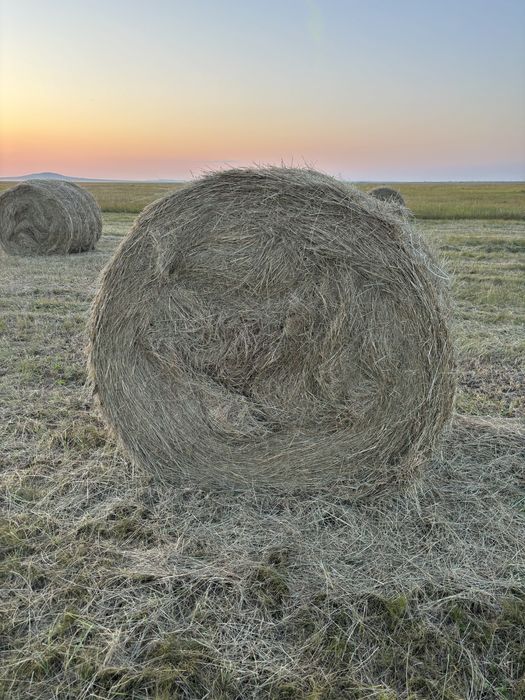 Продам сено в рулонах 150/120