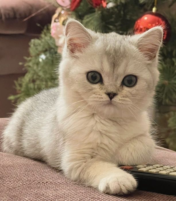 Ласковые пареньки и девули ждут любящих хозяев