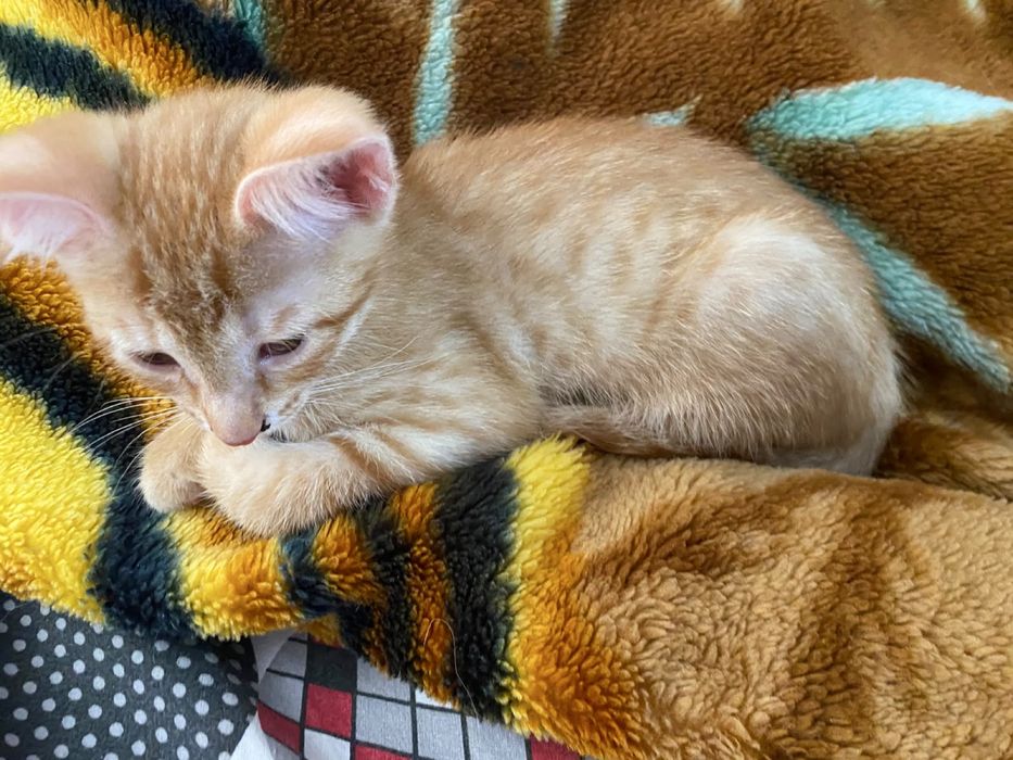 котенок шустрая
