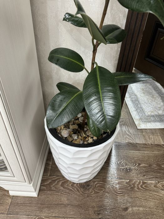 Фикус 85см ……………..