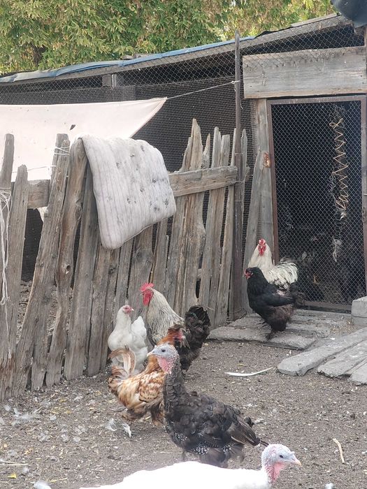 Продаются петухи