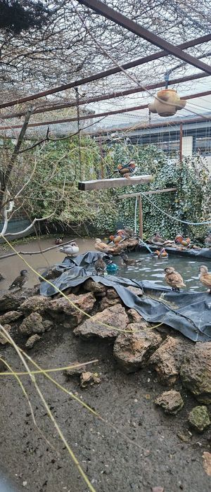 Rațe caroline și mandarine