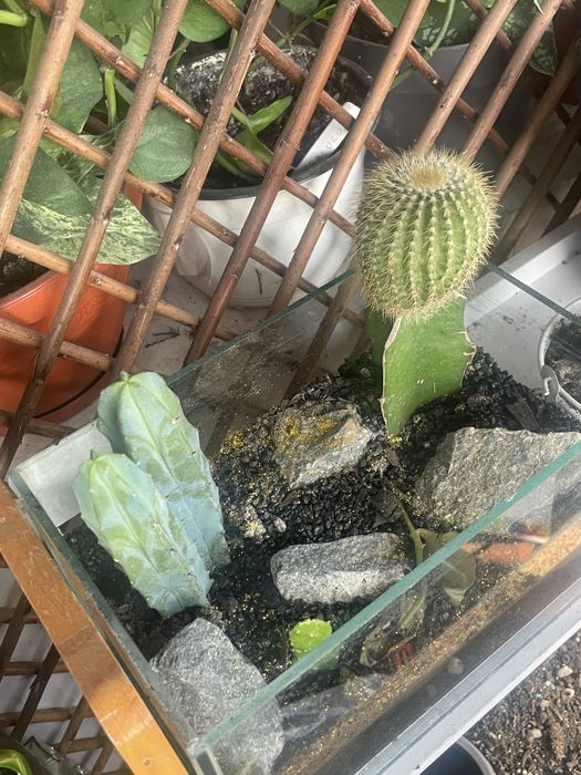 Plante si cactusi de vanzare difera de specie