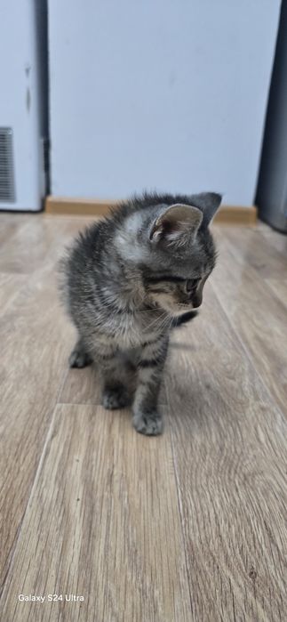 отдам котят мальчики