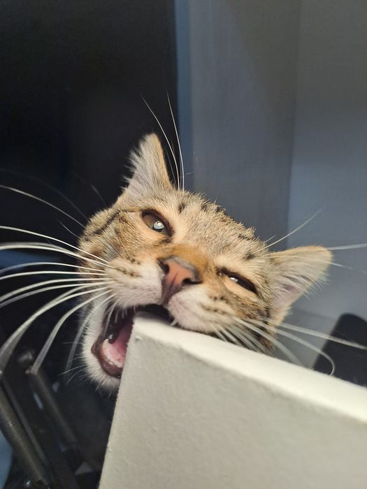 Отдадим в хорошие руки кота