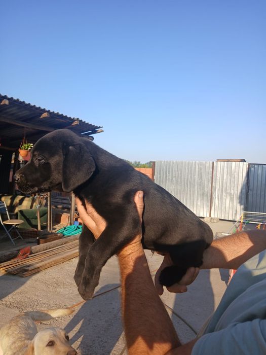 Labrador Retriever