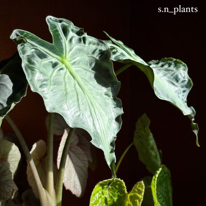 Клубень Алоказии Веном