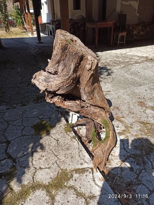 Buturugă Rădăcina pt Sculptură Obiecte Artă Masă Scaune etc