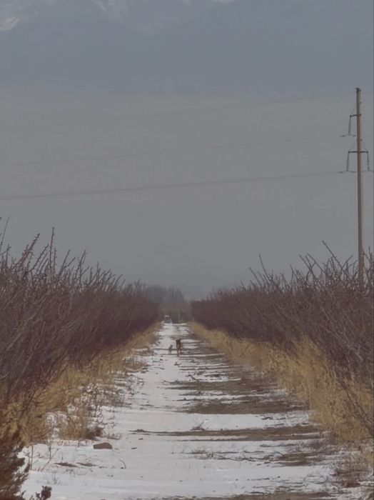 Тазы сатылады аузданнган