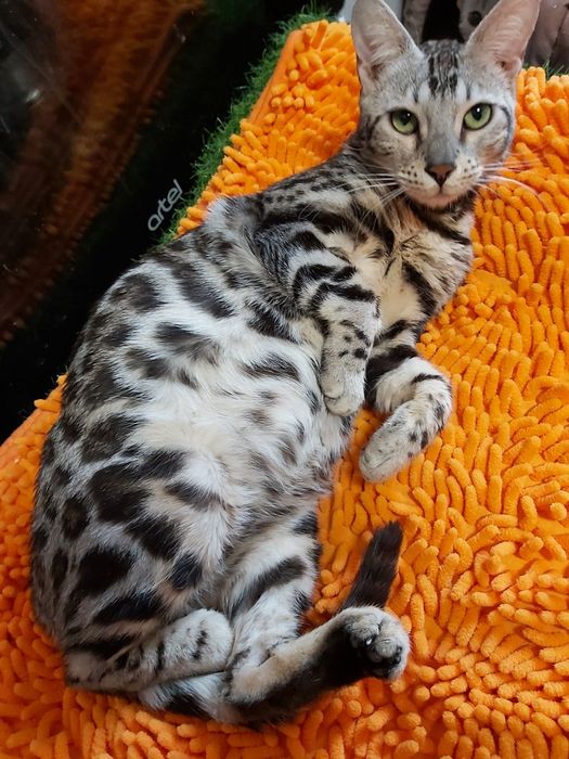 Серебряные Бенгалы ( котята и подростки ) - !