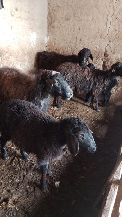 Саулық қойлар сатылады.