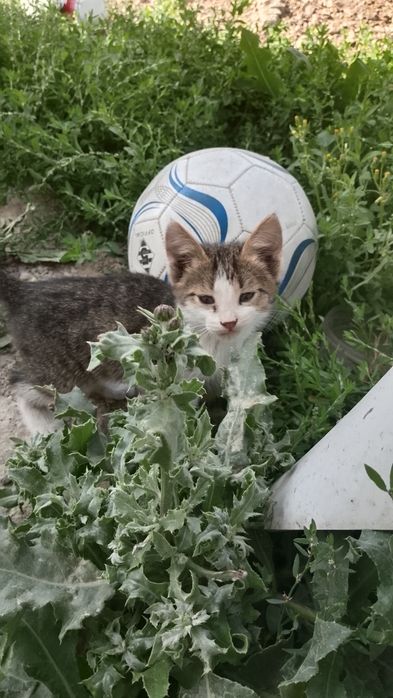 Котята, шустрые, игривые