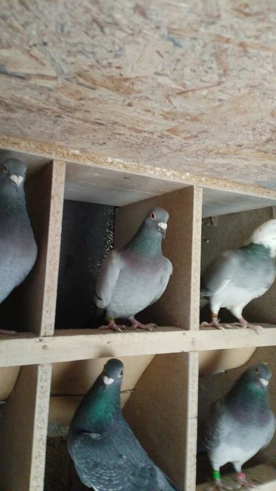 Porumbei voiajori fond-maraton