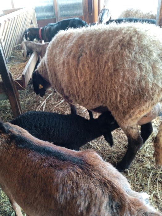 Țigaie sârbească și iezi anglonubieni