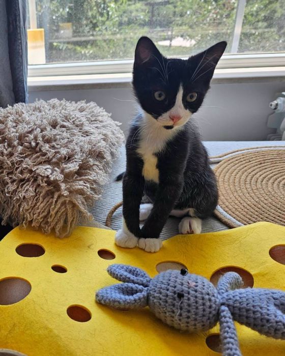 Коте момченце на 5 месеца търси дом