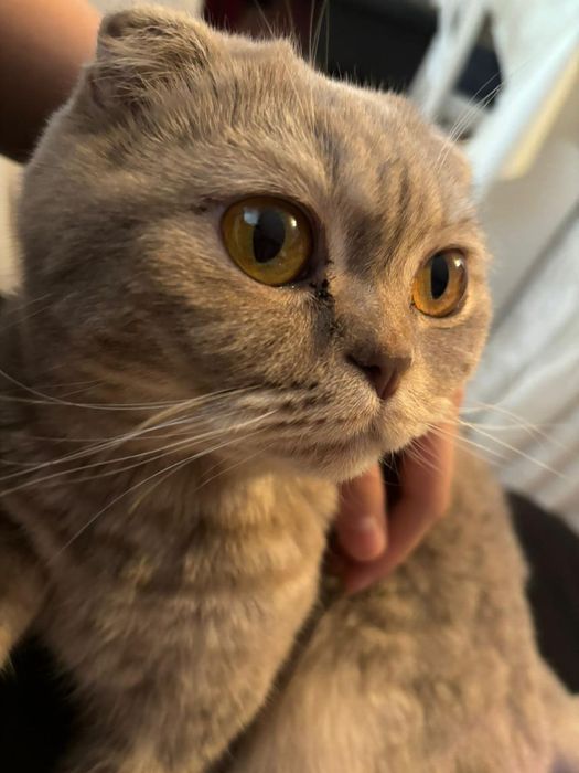 Продам кот шотландский