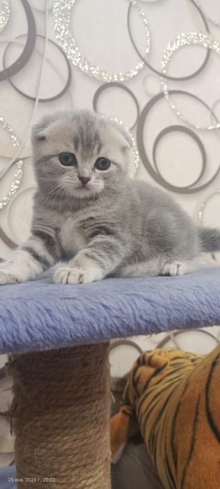 Милые котята фолдики