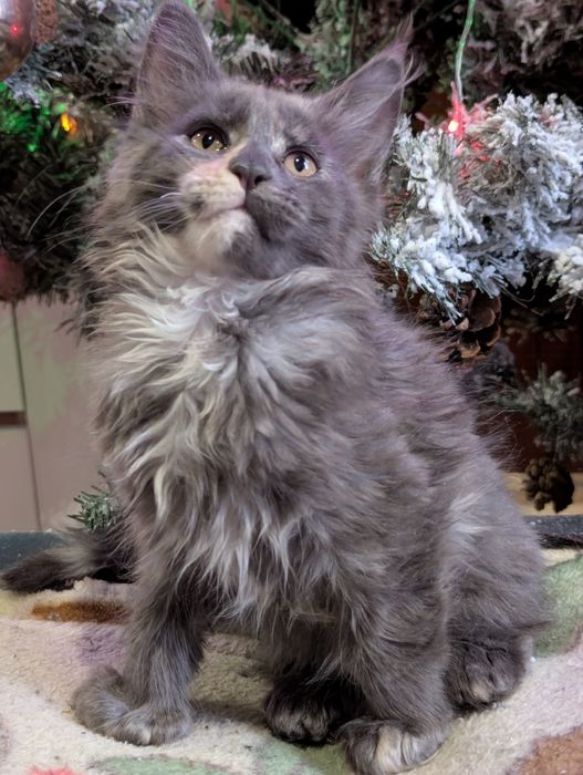 котята Мейн Кун  Полидакт