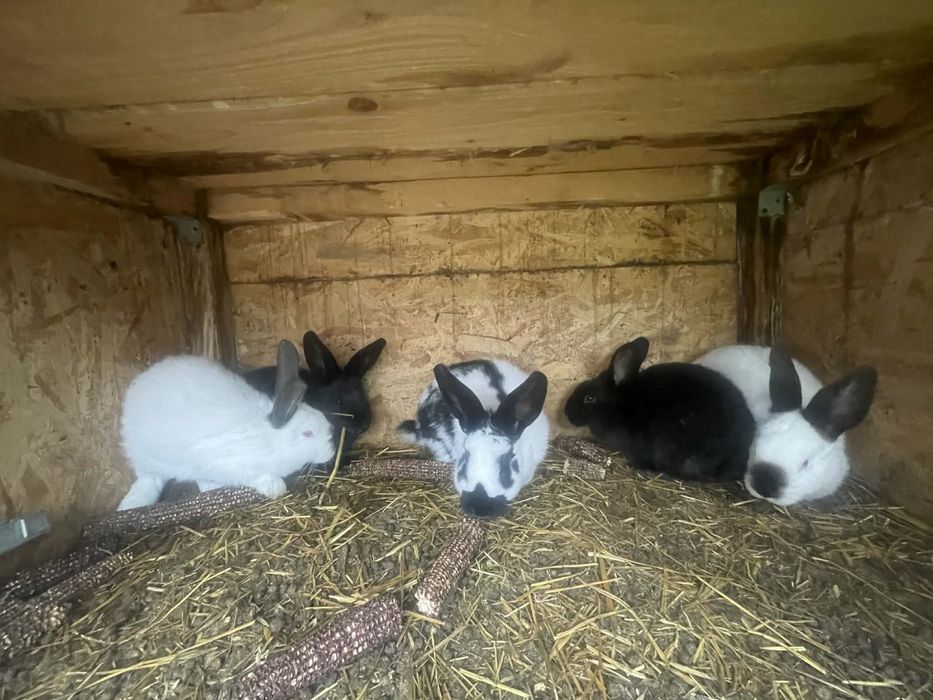 Iepuri diferite rase