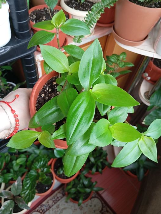 Продам комнатные растения