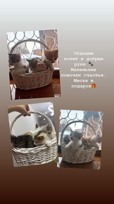 Отдам котят в добрые руки.