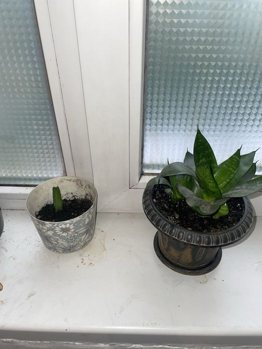 Комнатные цветы в горшках