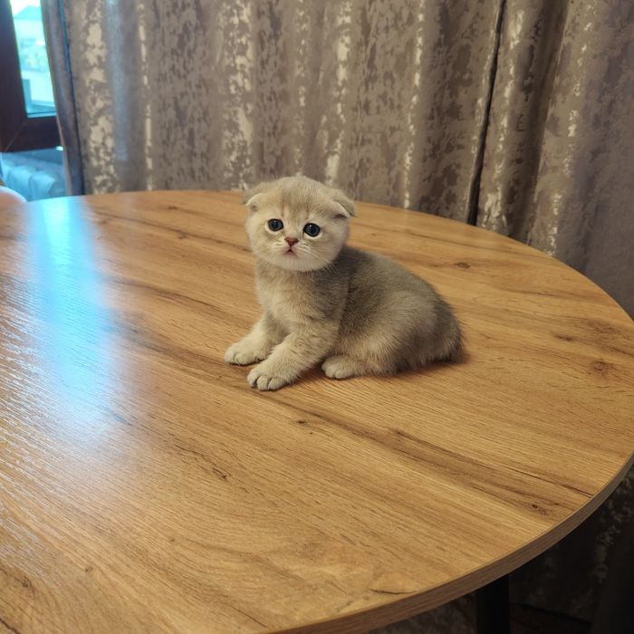Шиншилла Скоттиш Фолд ay25