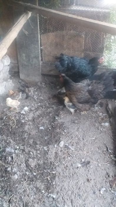 Петух и квочка срочно