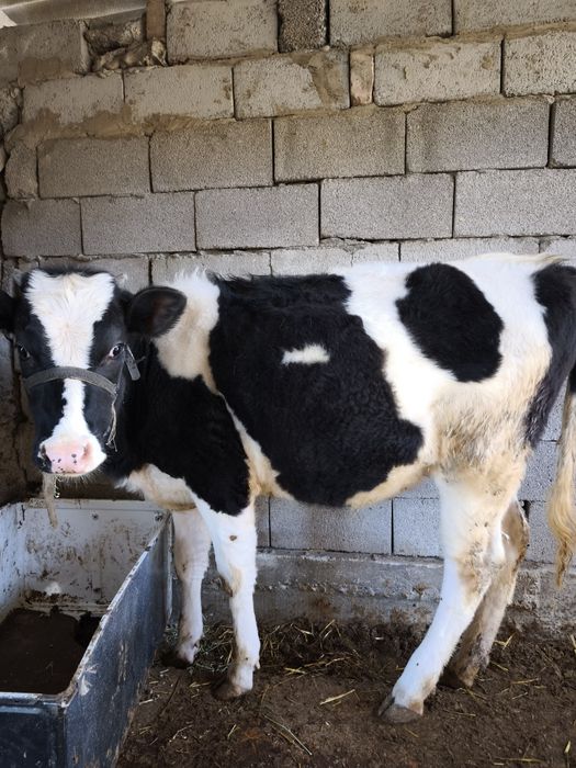 Тана бар жас 11 жасар