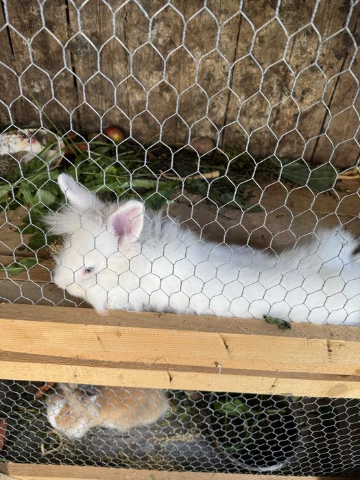 Iepurasi/ iepuri Cap de leu