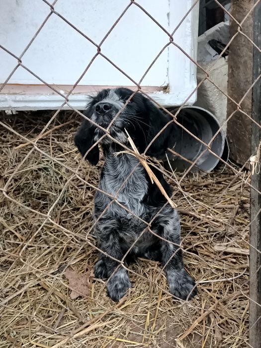 Дратхаар шенок  кабель