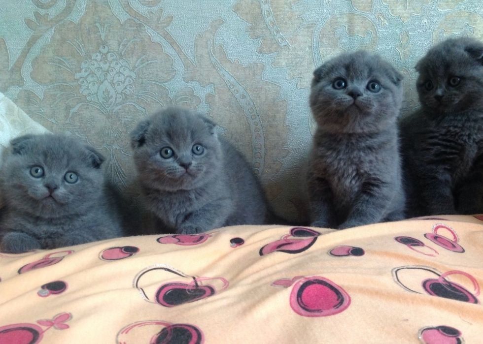 Шотландский котята Вислоушки