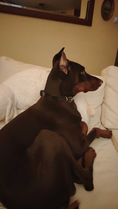 Подарявам доберман