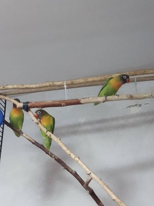 Неразлучники малыши местные